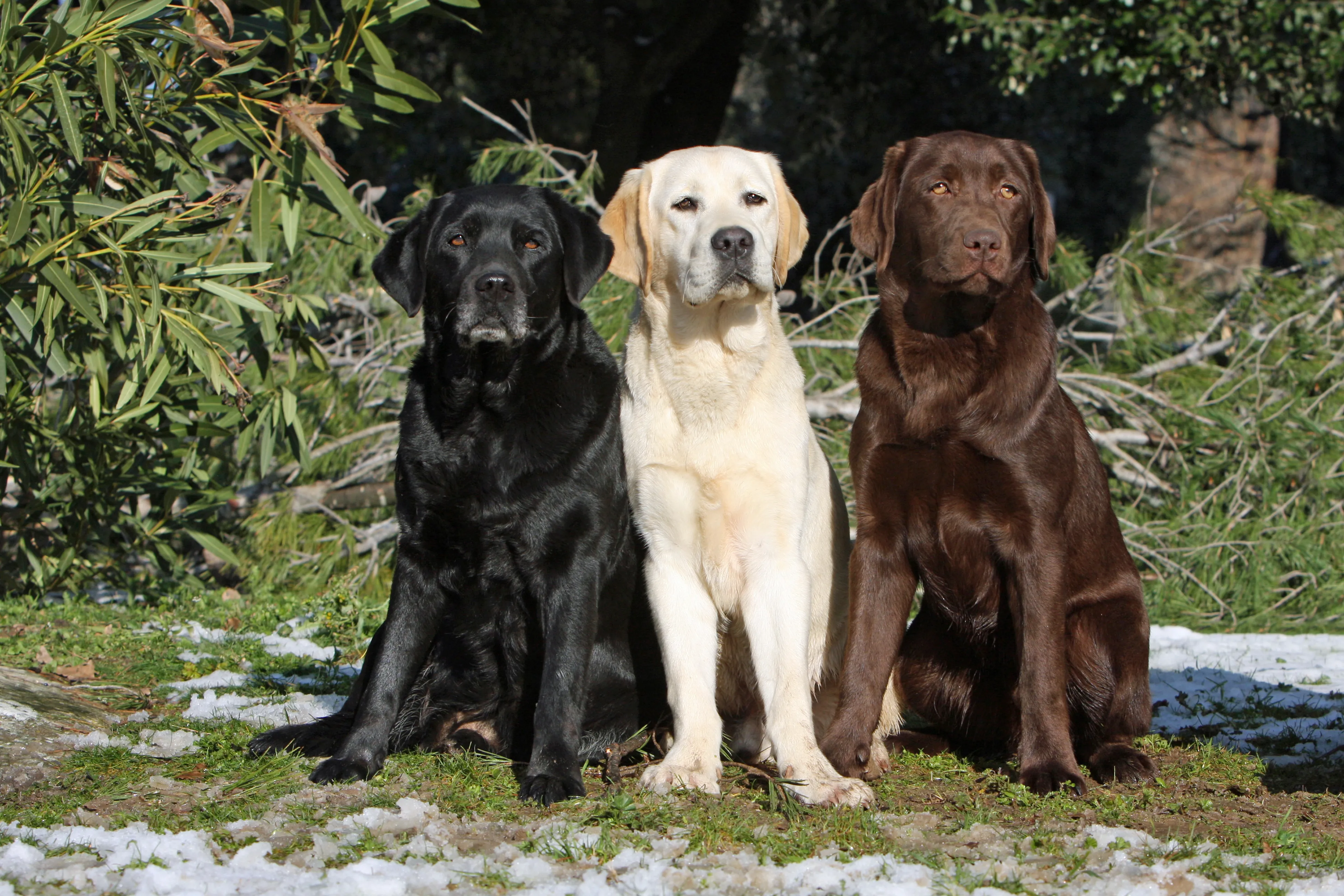 10 Best Family Dog Breeds