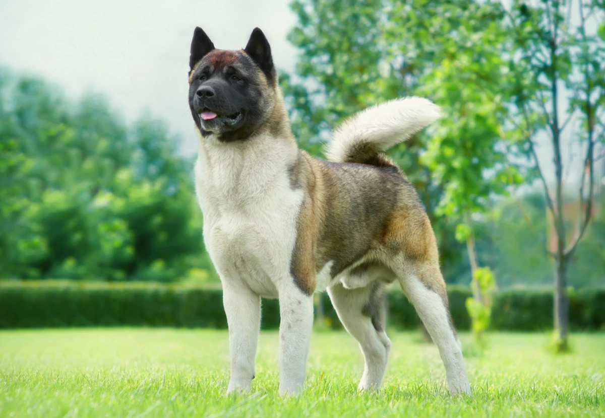 Akita