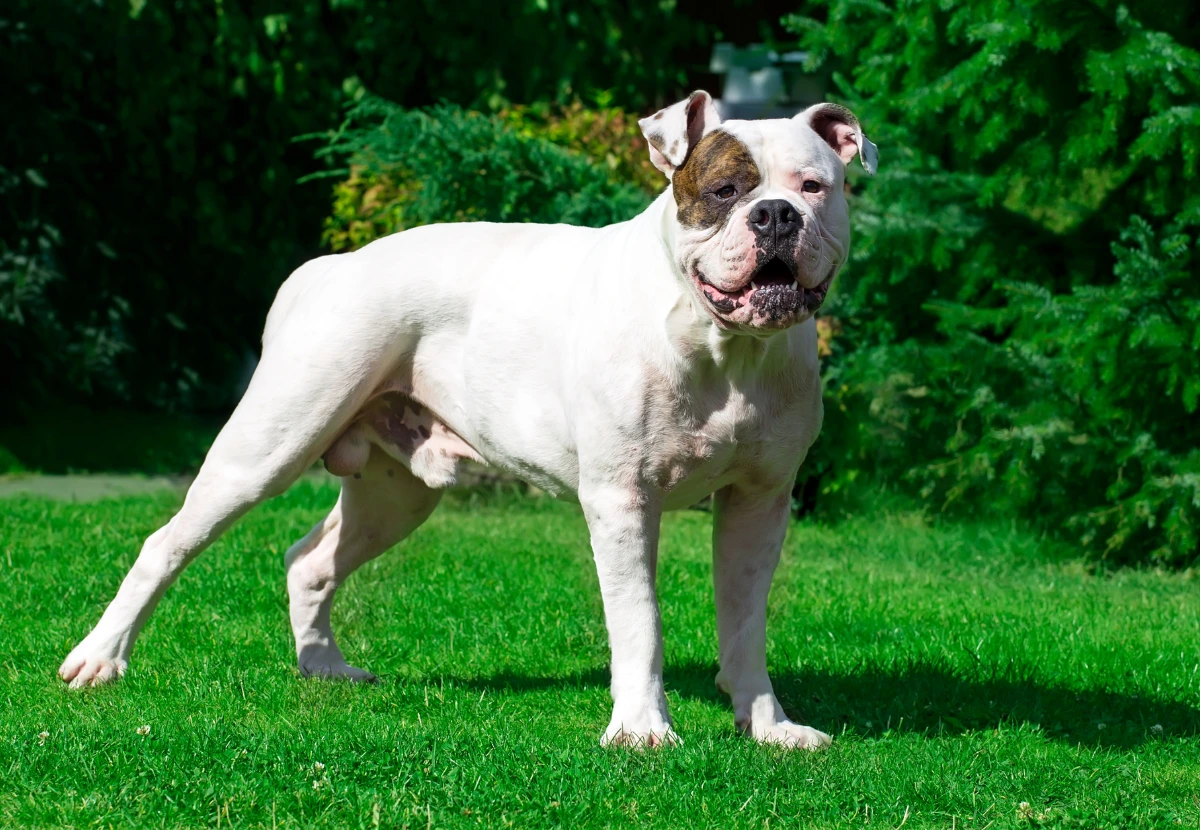 American Bulldog
