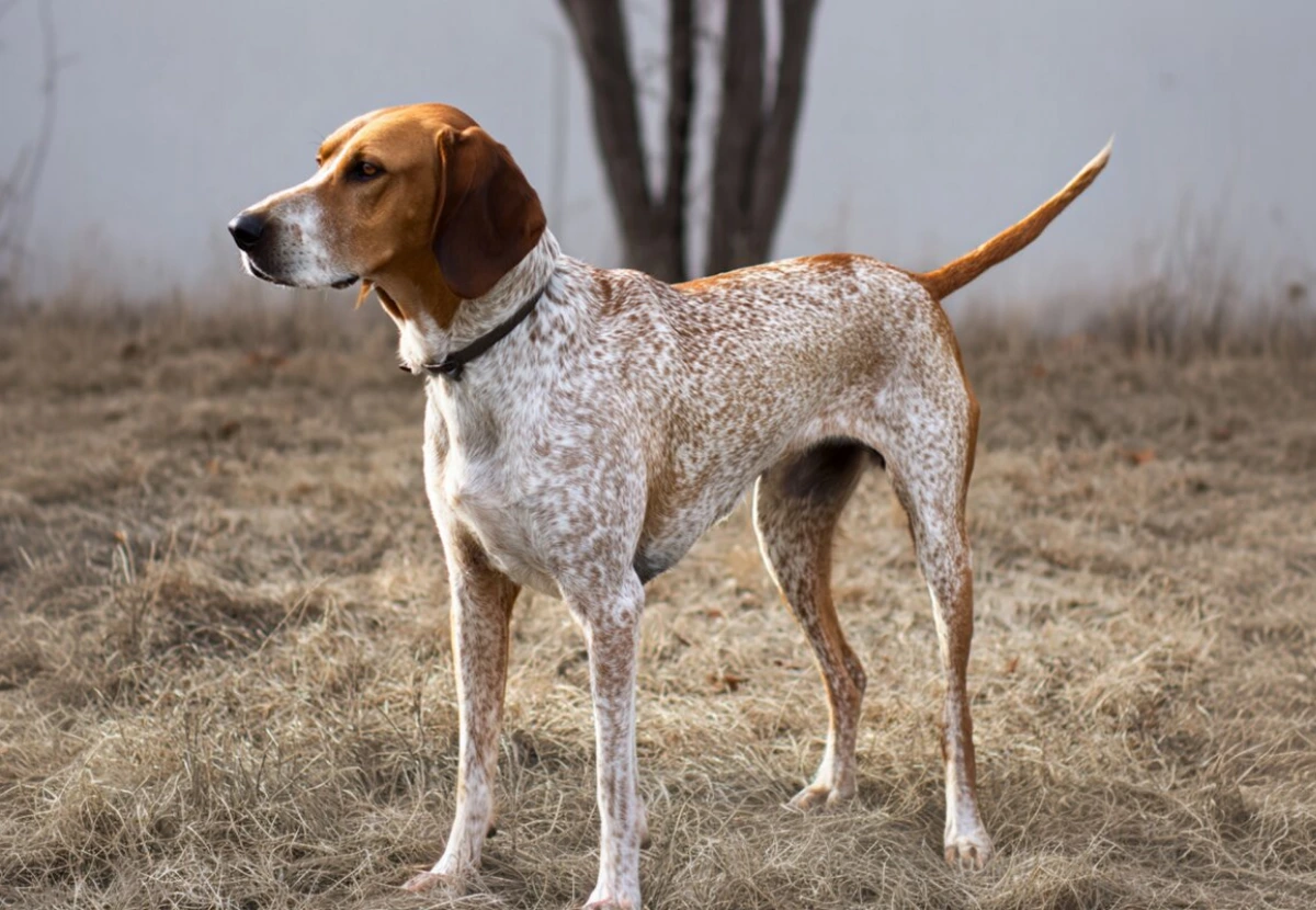 American English Coonhound