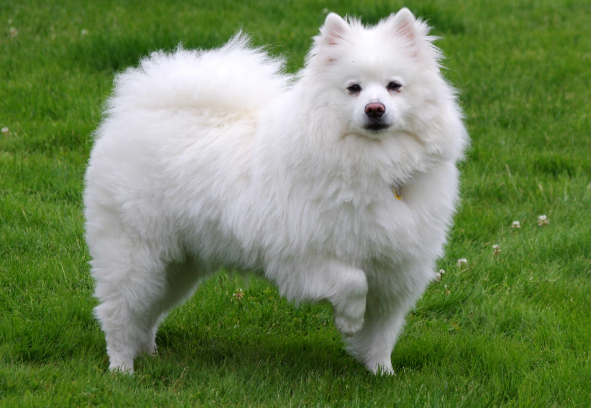 American Eskimo Dog