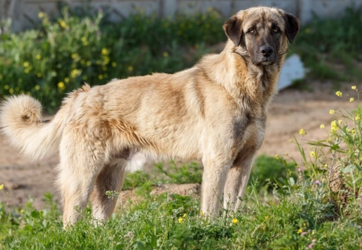 Anatolian Shepherd Dog