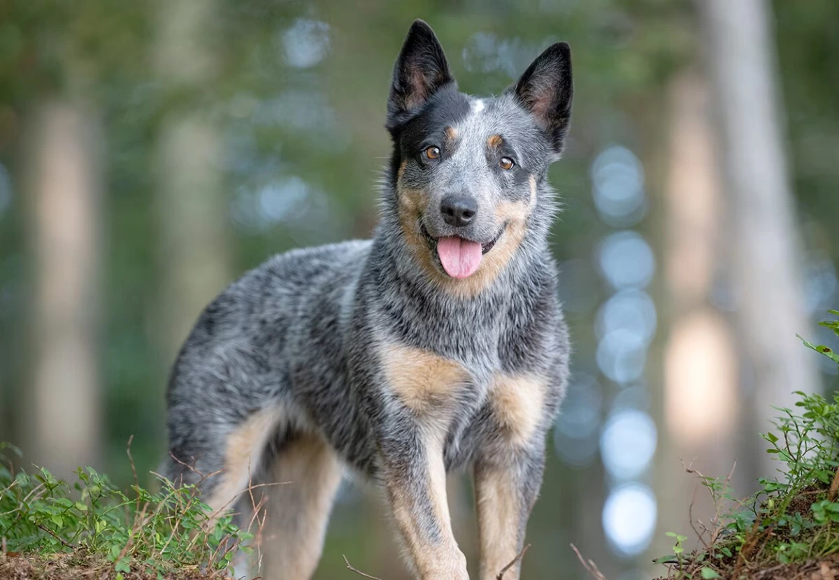 Australian Cattle Dog (Blue Heeler / Queensland Heeler)