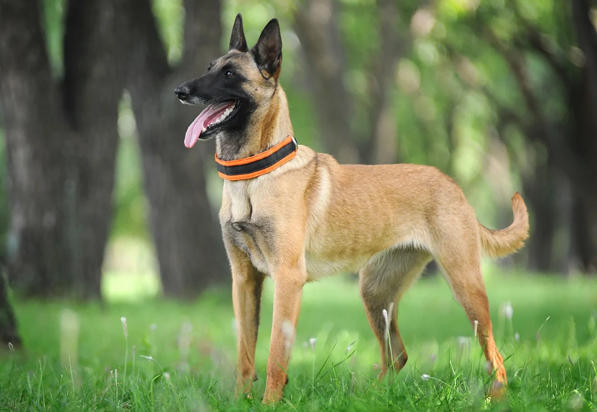 Belgian Malinois