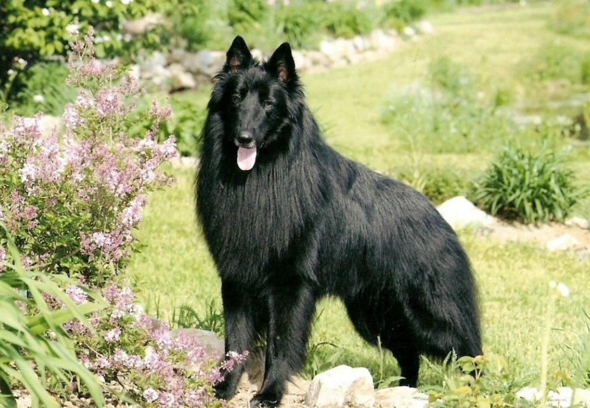 Belgian Sheepdog
