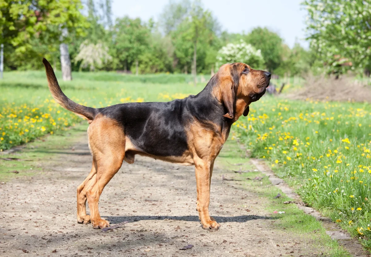 Bloodhound
