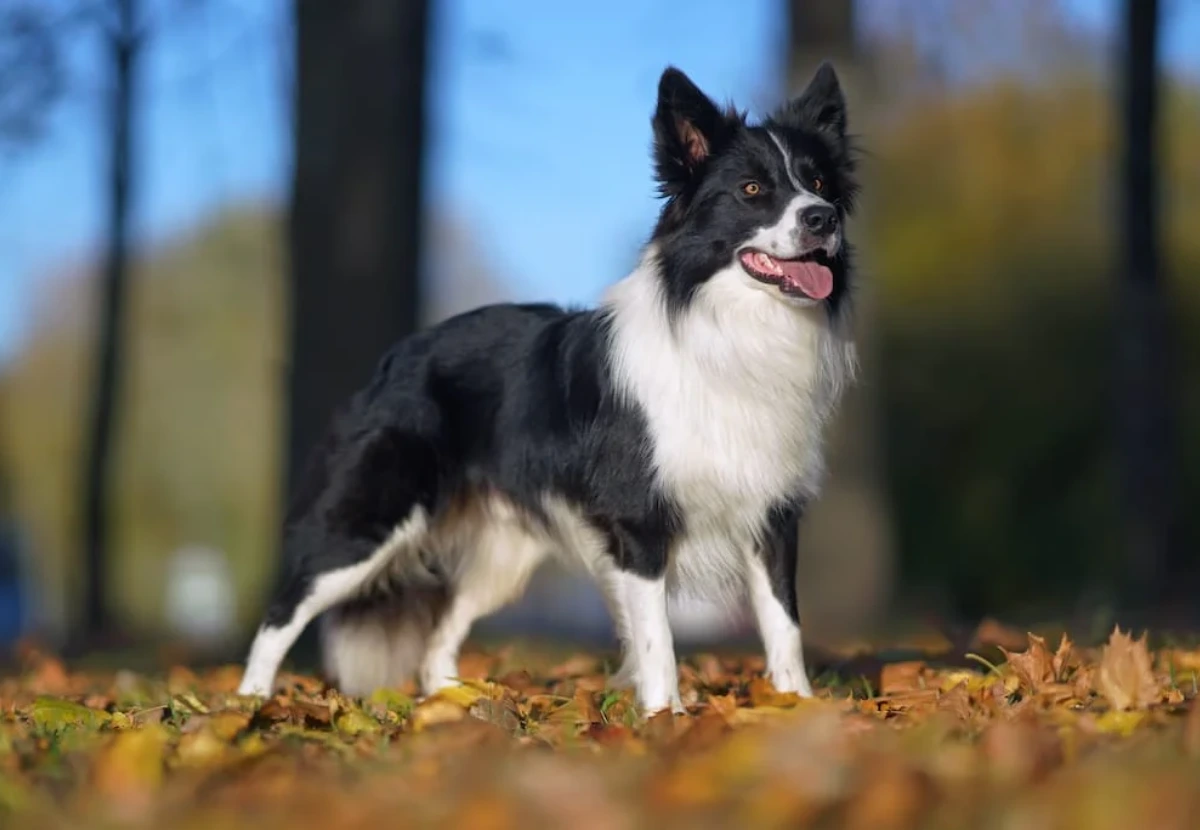 Border Collie