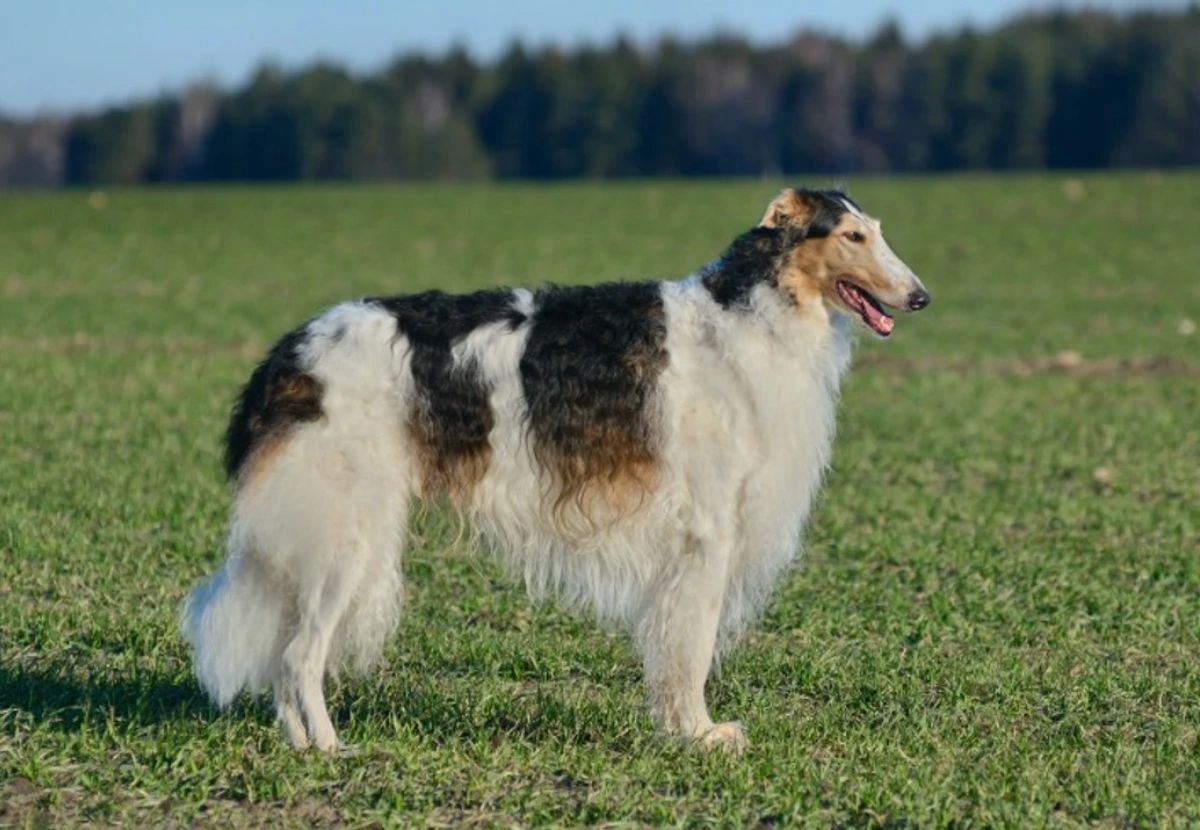 Borzoi (Russian Wolfhound)