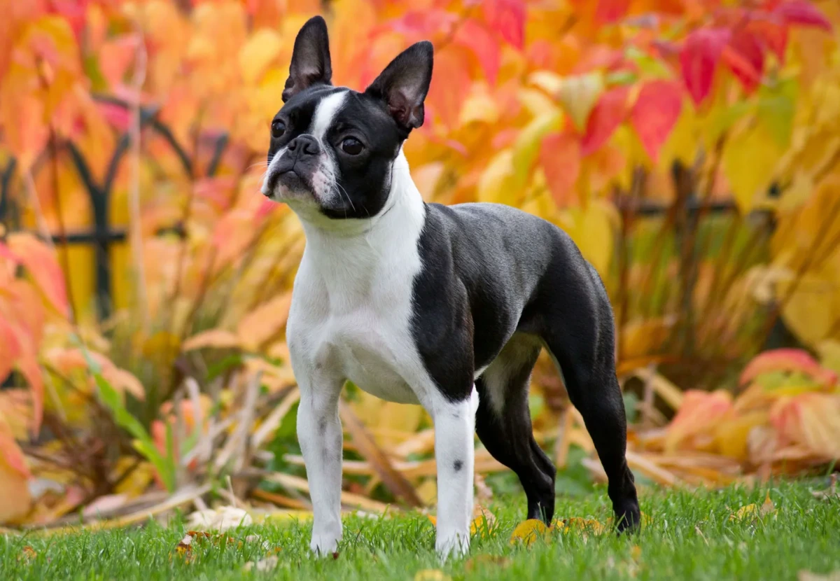 Boston Terrier