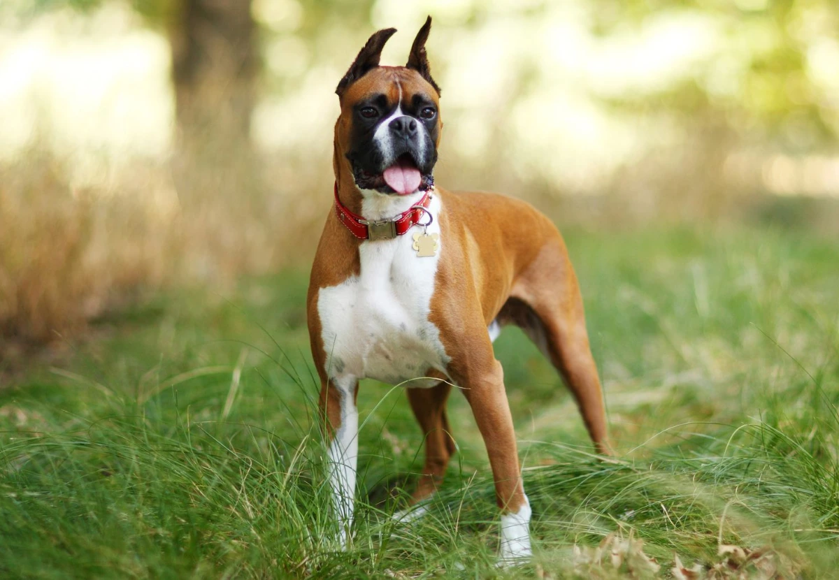 Boxer