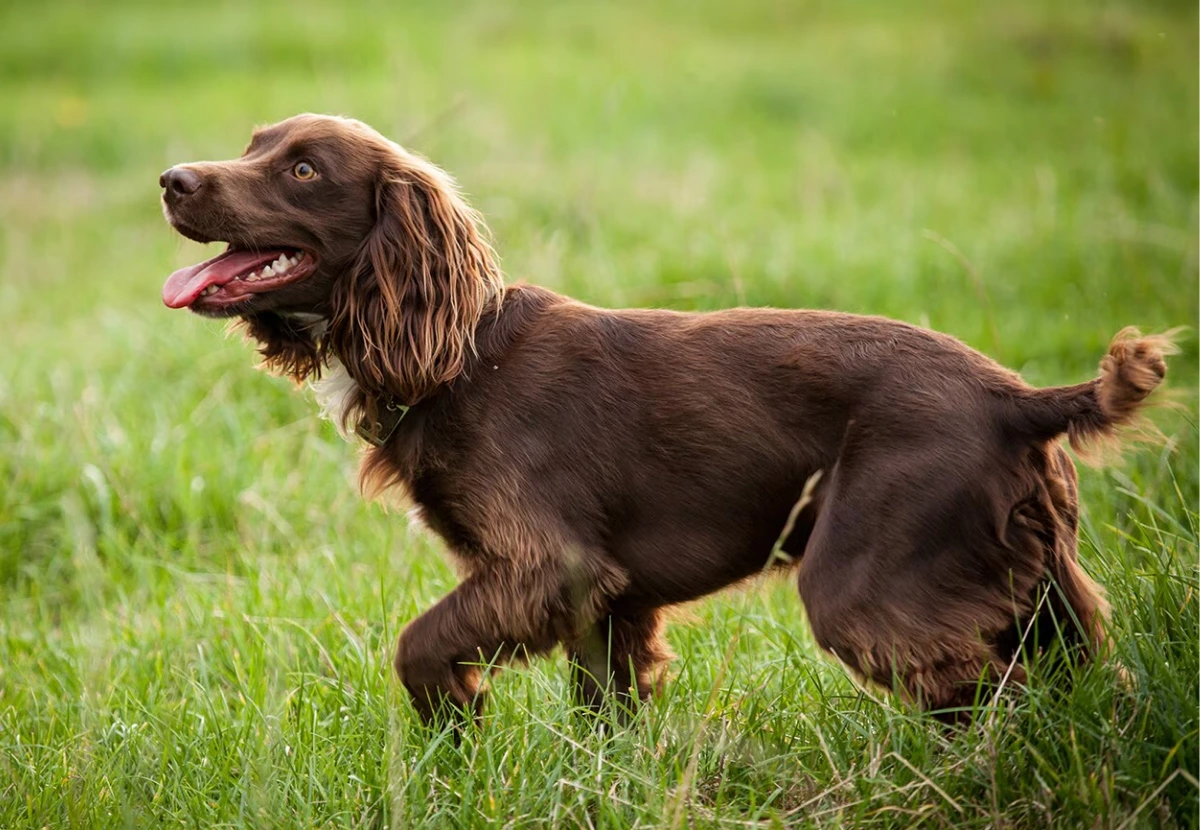 Boykin Spaniel