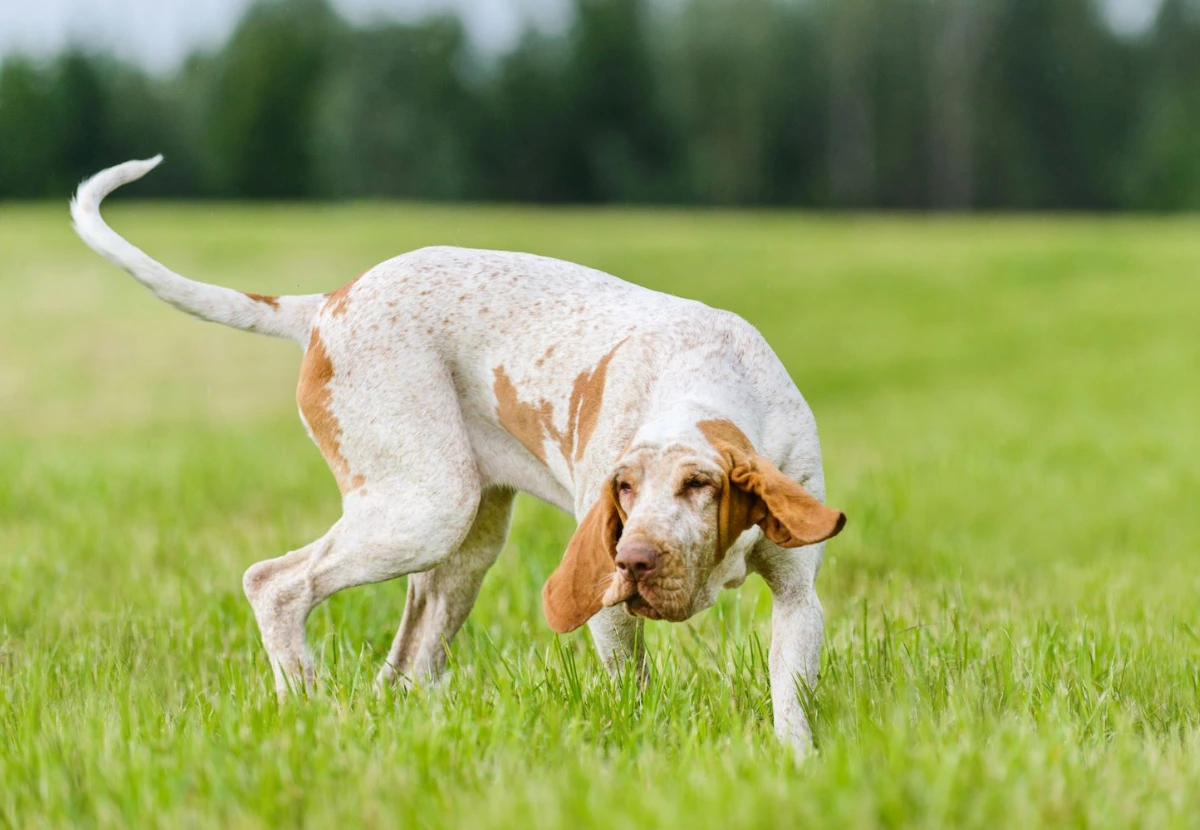 Bracco Italiano