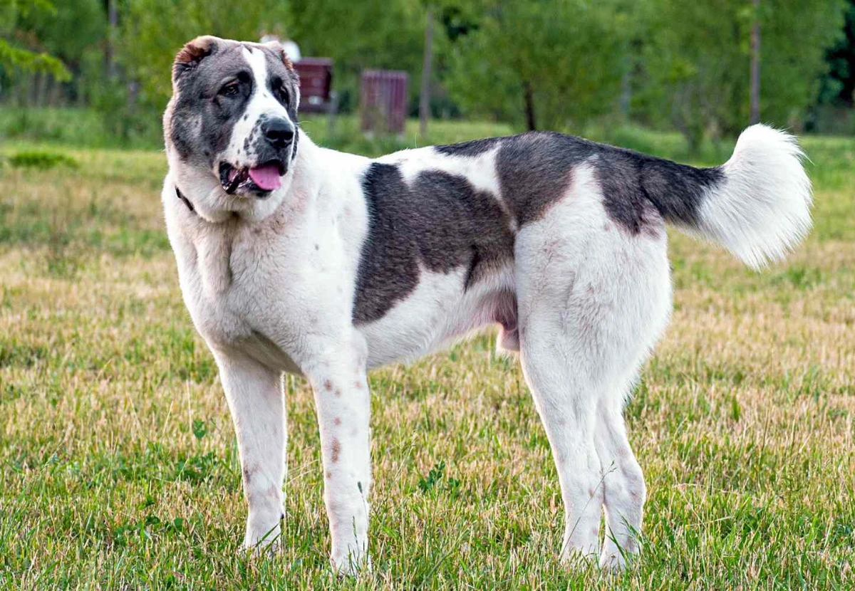Central Asian Shepherd Dog