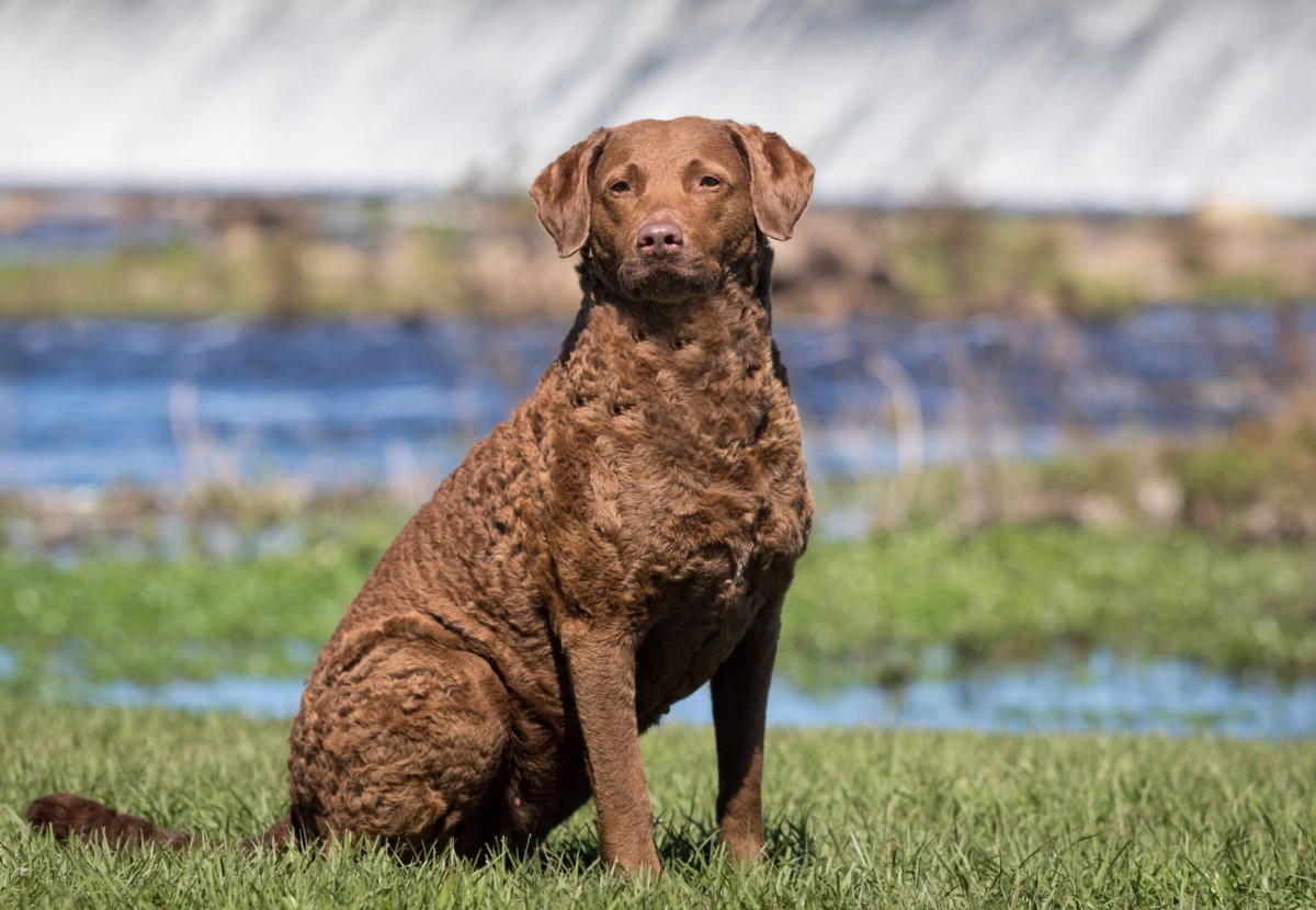 Chesapeake Bay Retriever