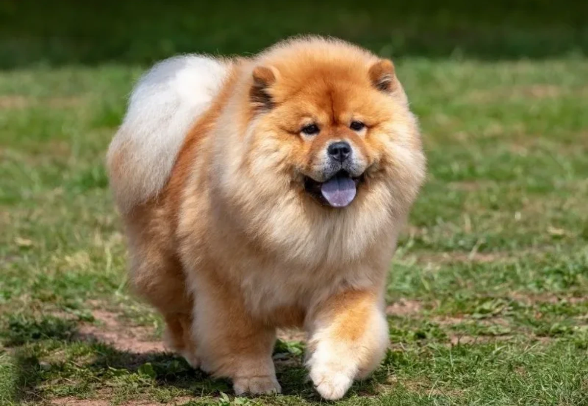 Chow Chow