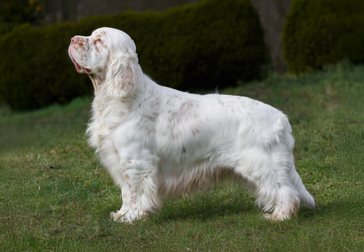 Clumber Spaniel