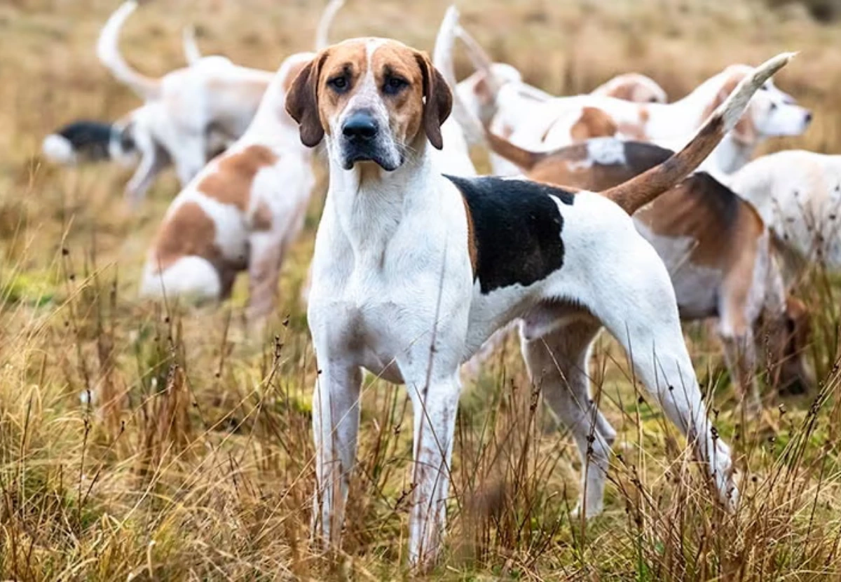 English Foxhound