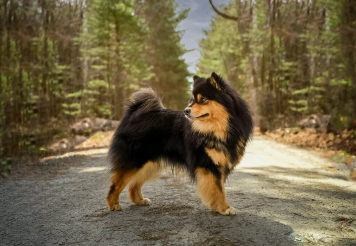 Finnish Lapphund