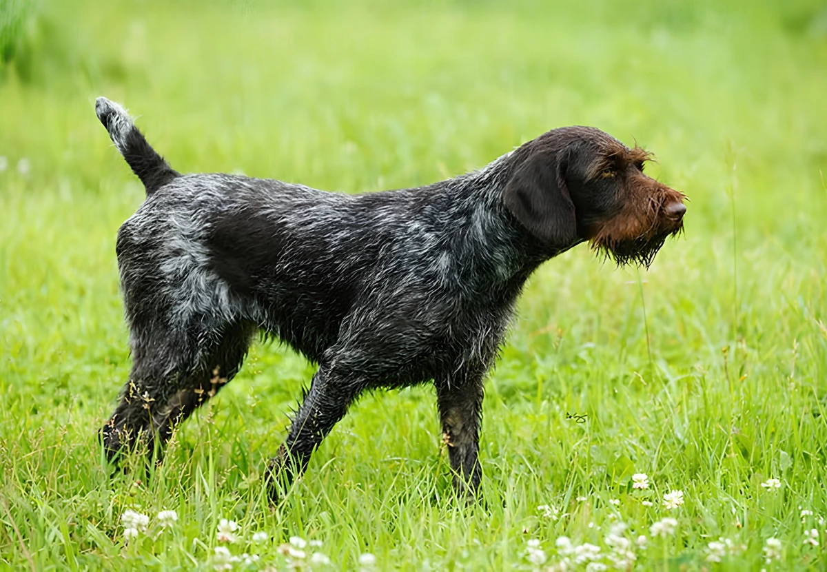 German Wirehaired Pointer