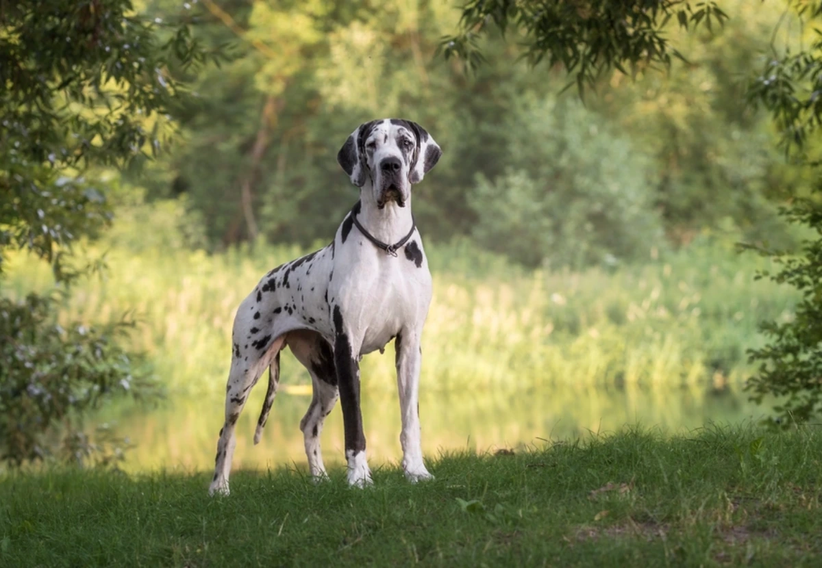 Great Dane