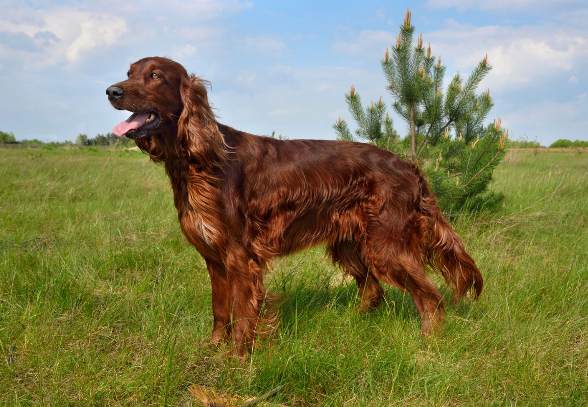 Irish Setter