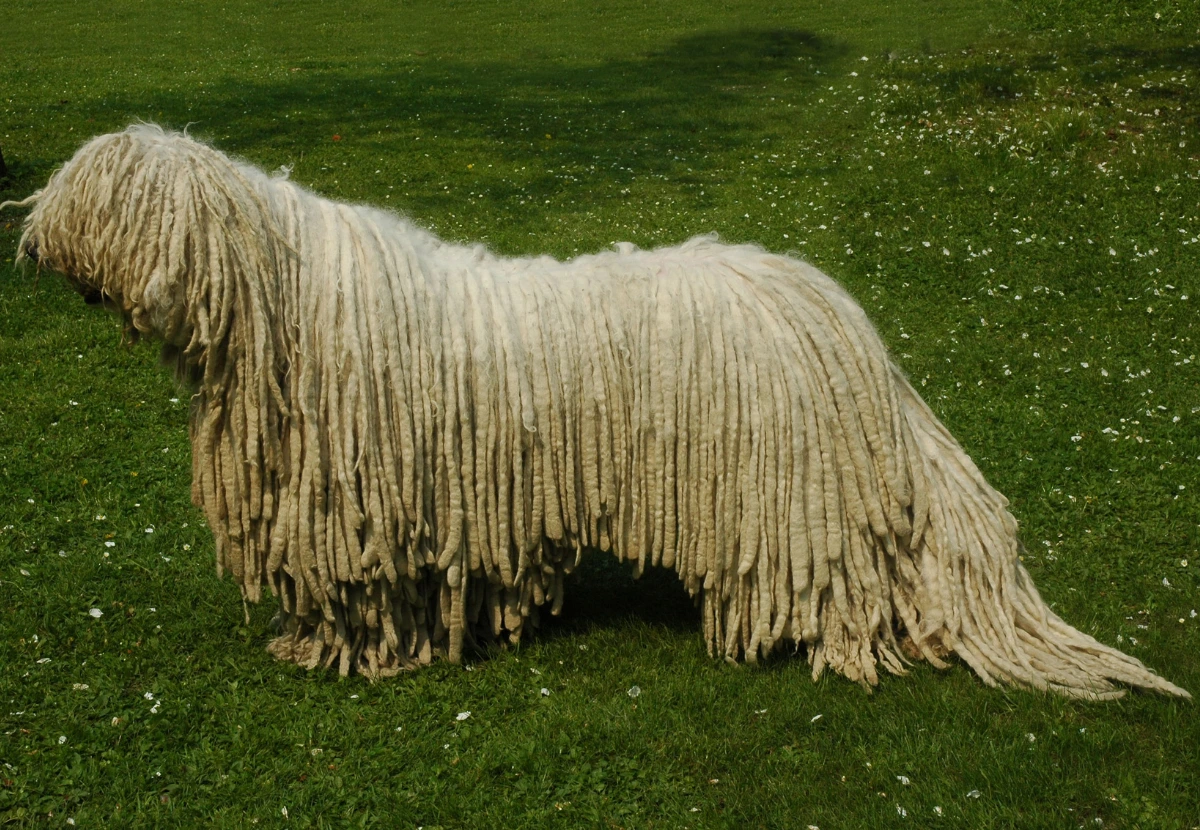Komondor