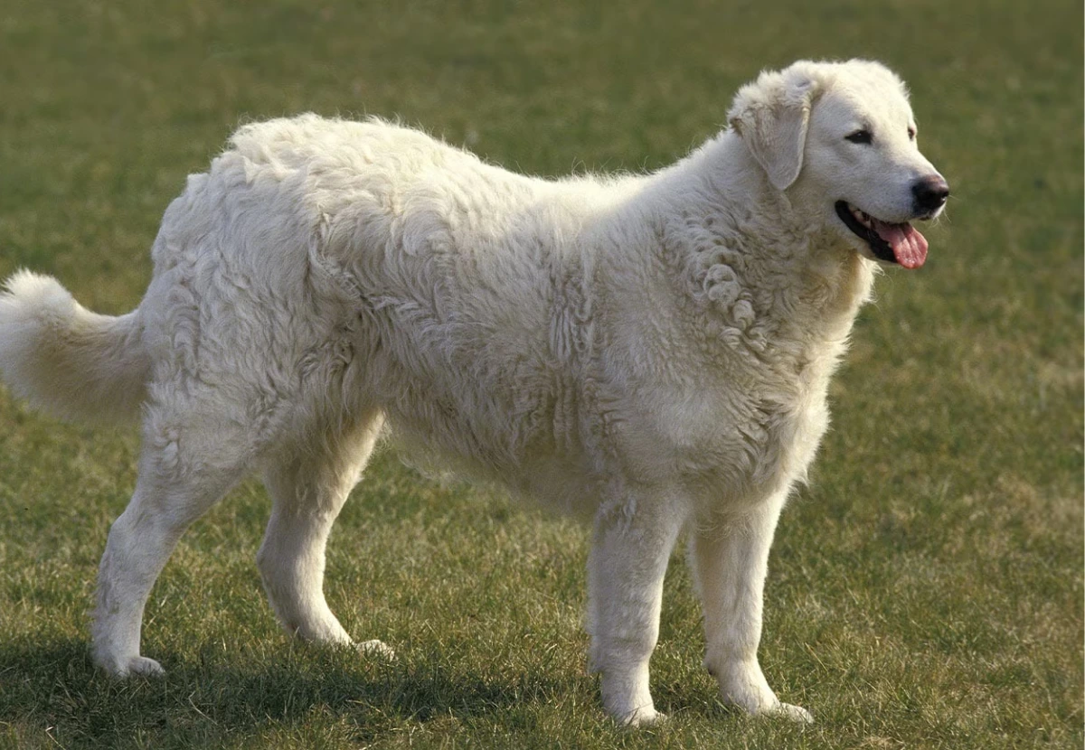 Kuvasz