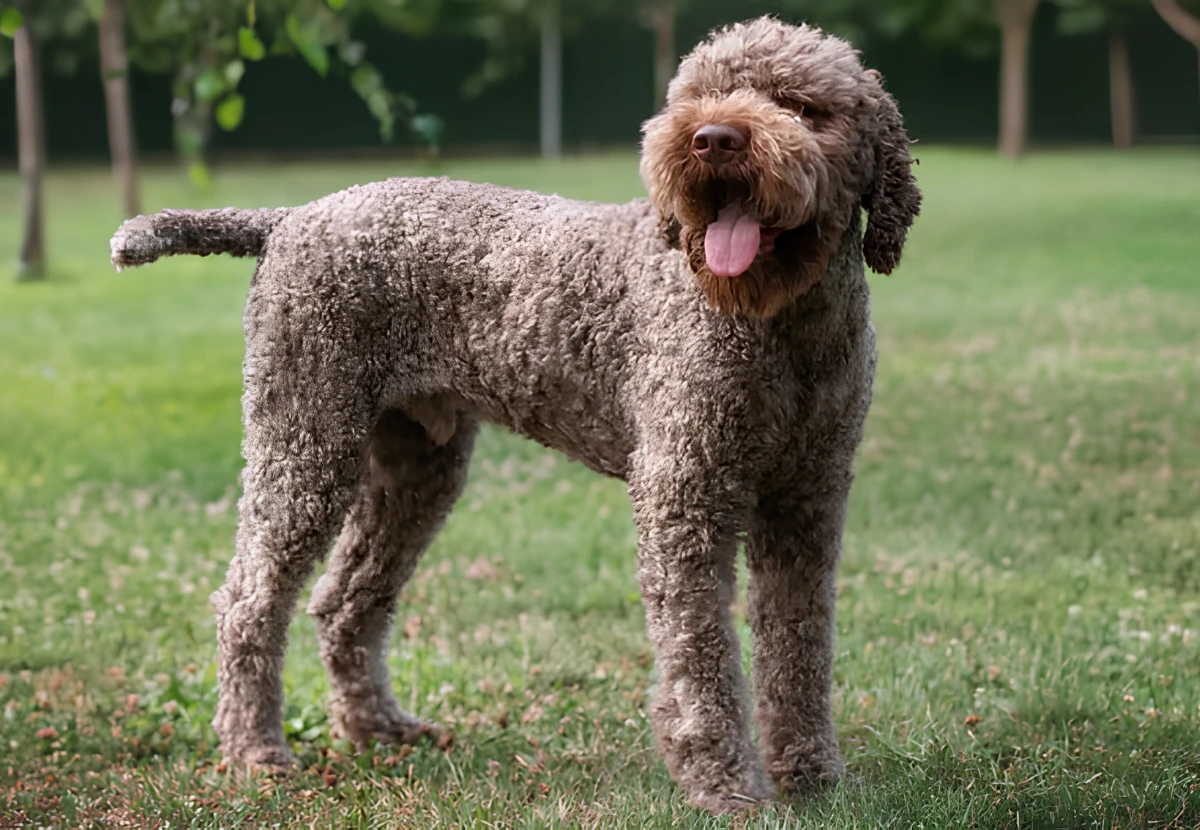 Lagotto Romagnolo