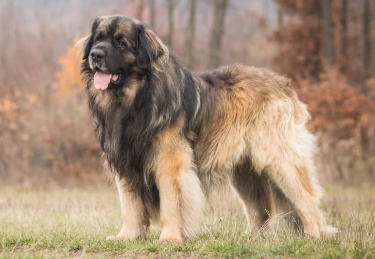 Leonberger