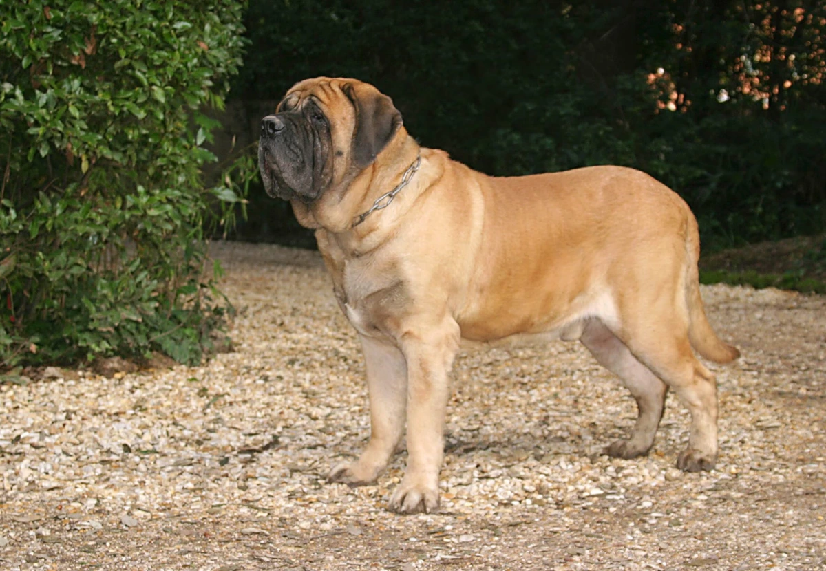 English Mastiff