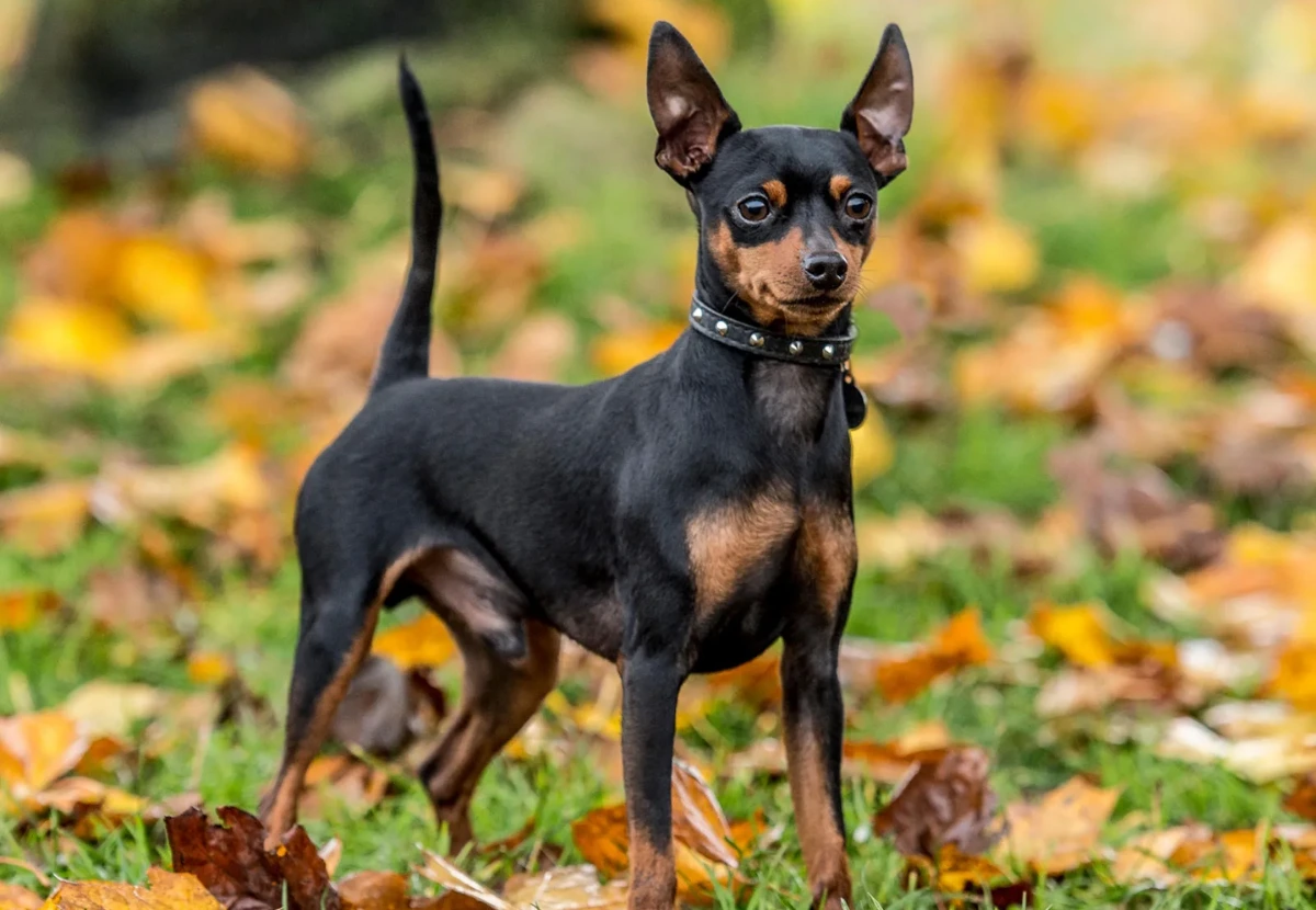 Miniature Pinscher