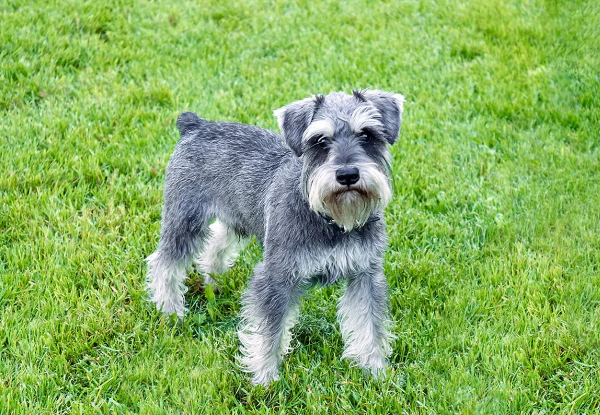 Miniature Schnauzer