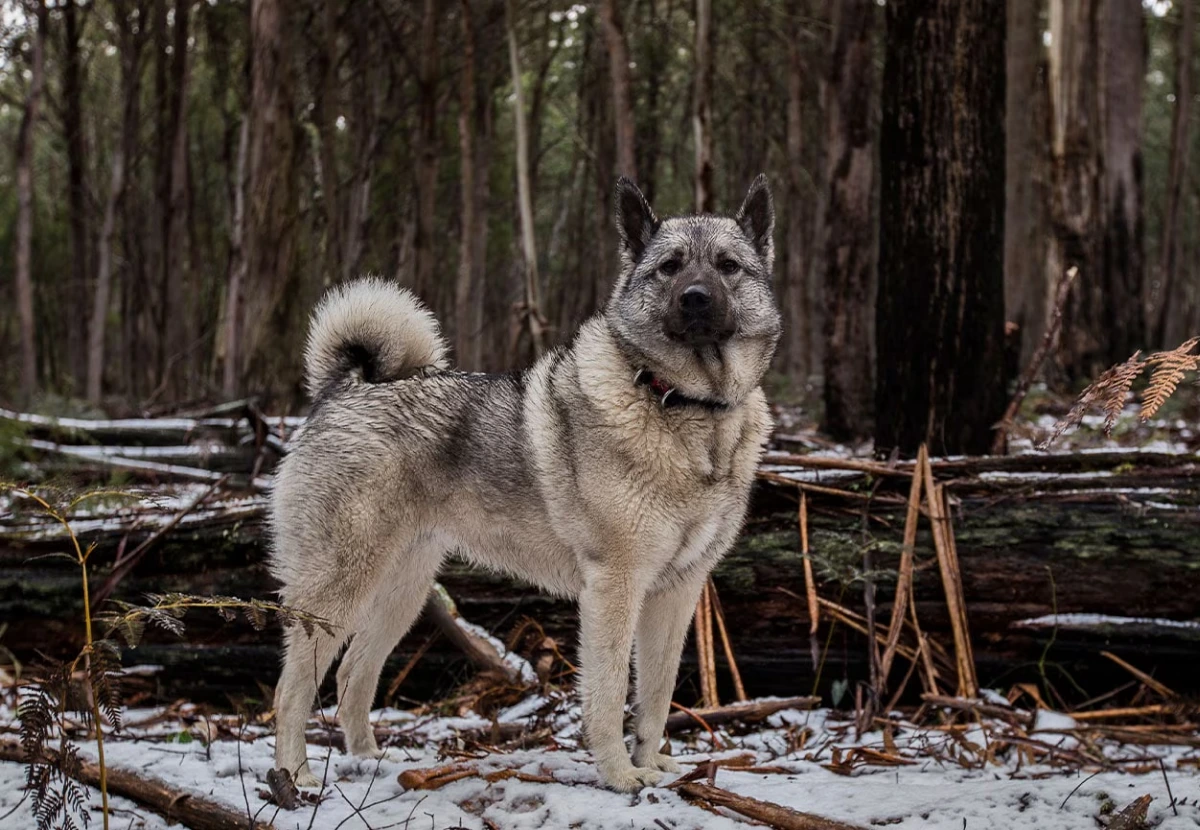 Norwegian Elkhound