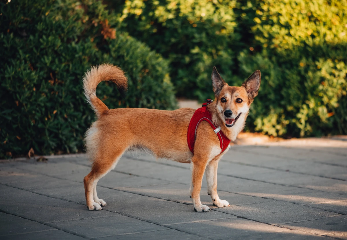 Norwegian Lundehund