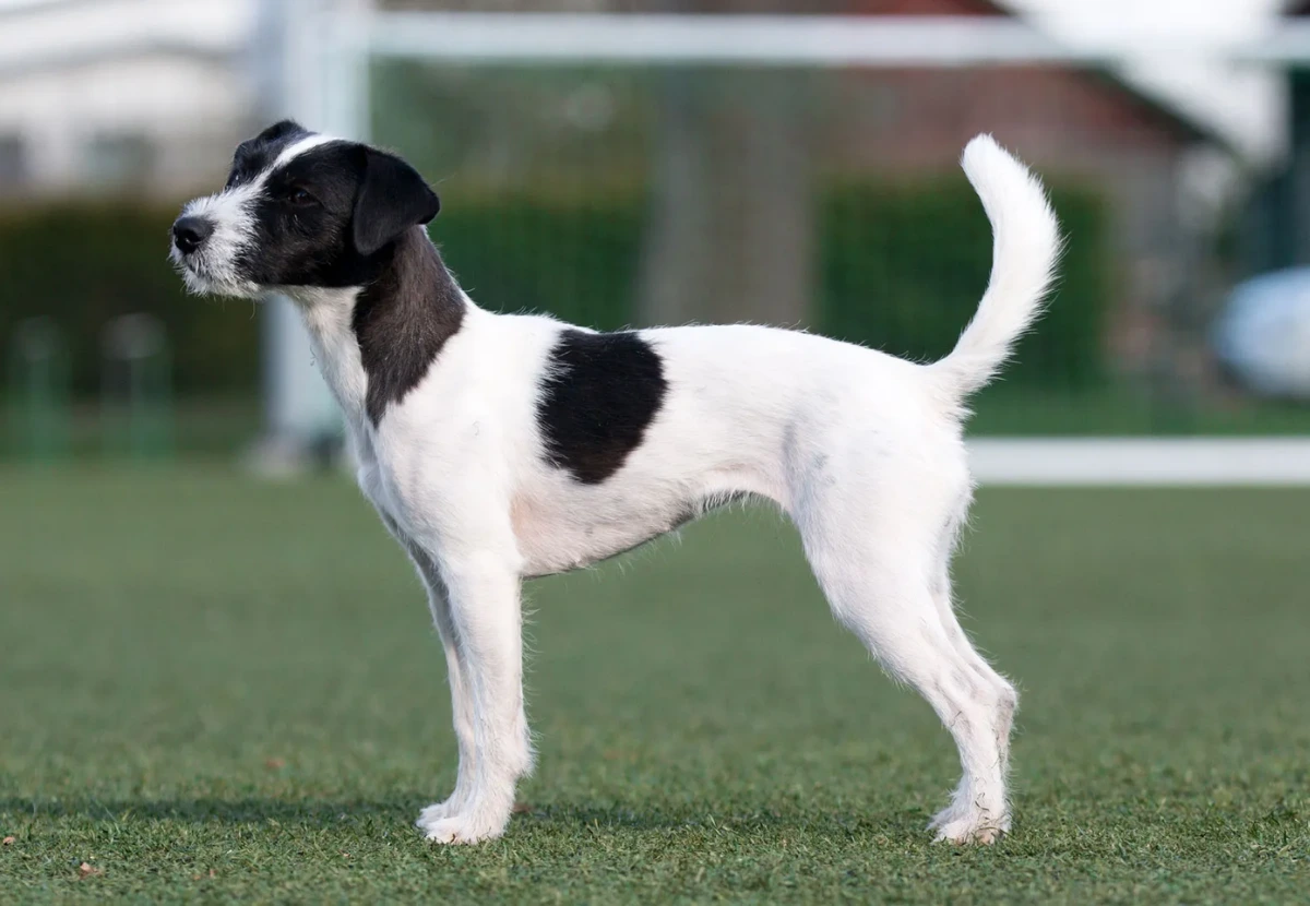 Parson Russell Terrier