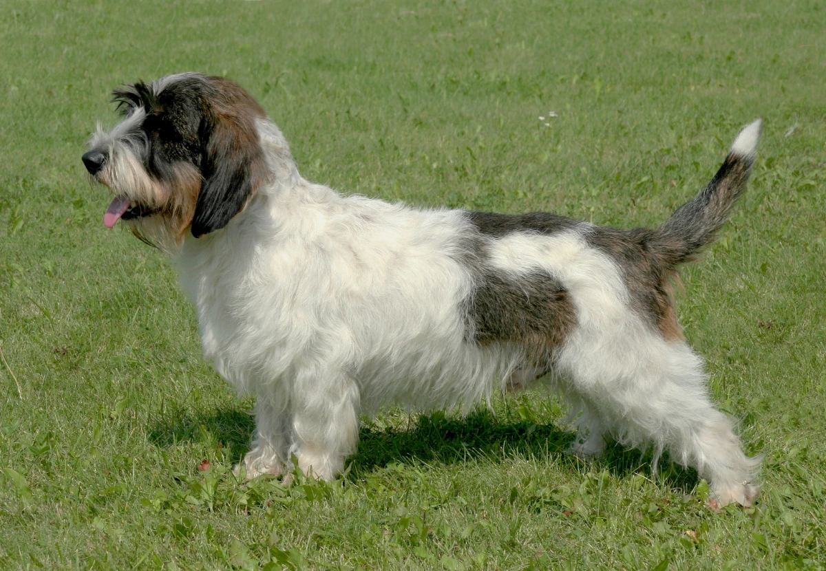 Petit Basset Griffon Vendeen