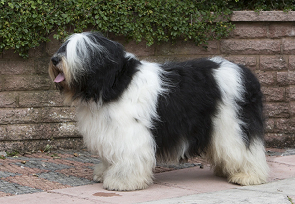 Polish Lowland Sheepdog
