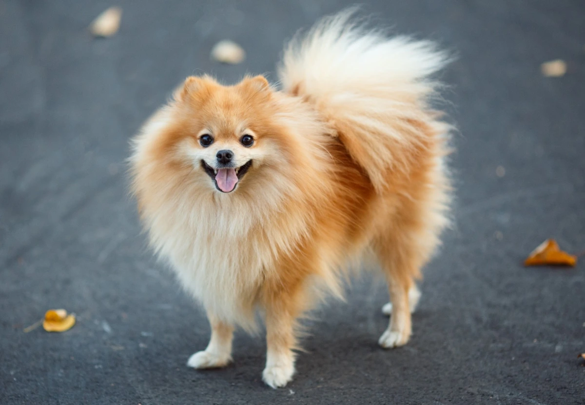 Pomeranian