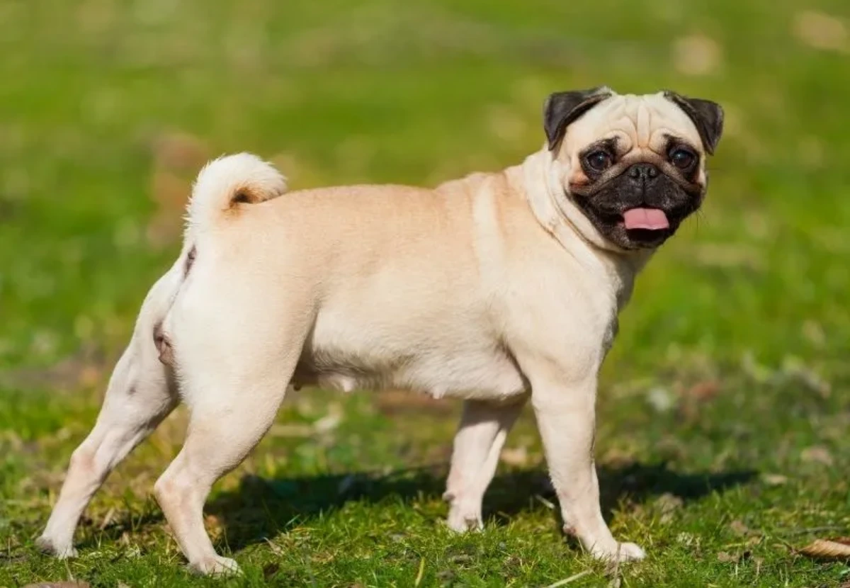 Pug
