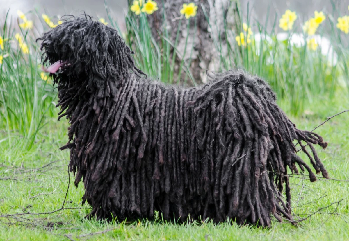 Puli
