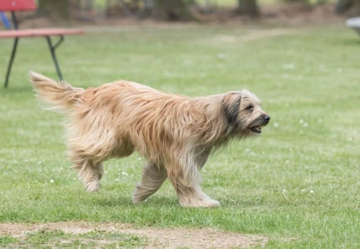 Pyrenean Shepherd