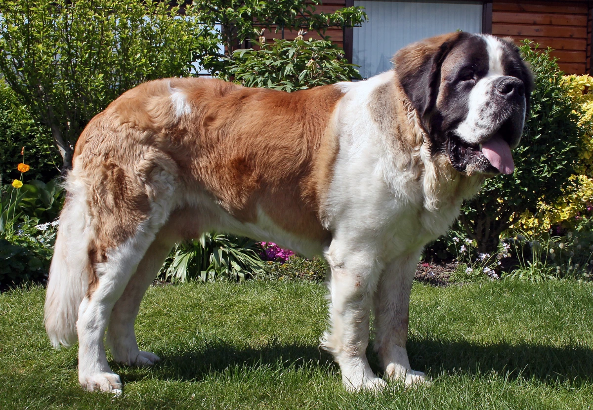 Saint Bernard