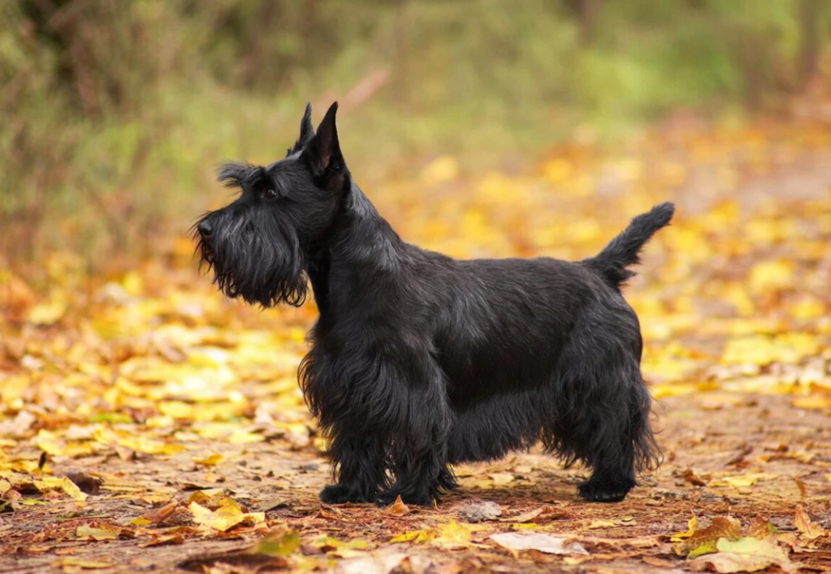Scottish Terrier
