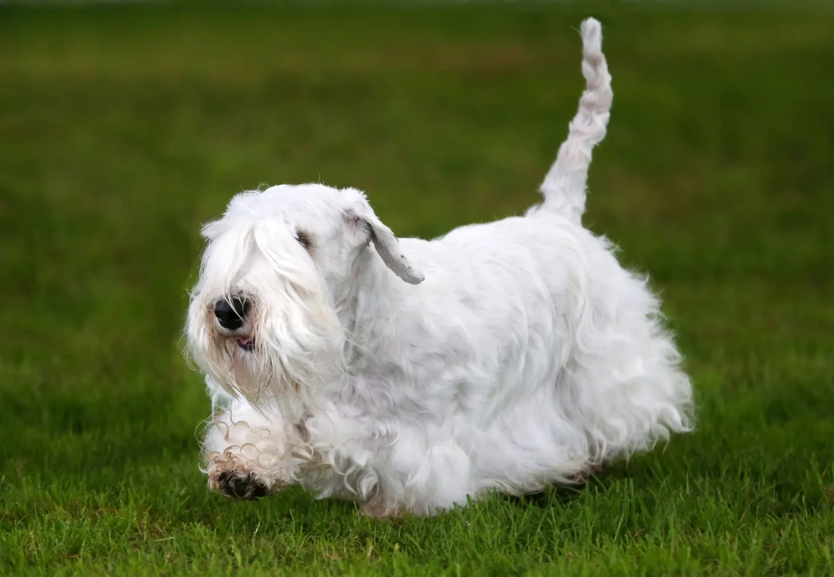 Sealyham Terrier