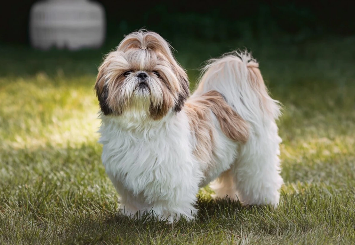 Shih Tzu