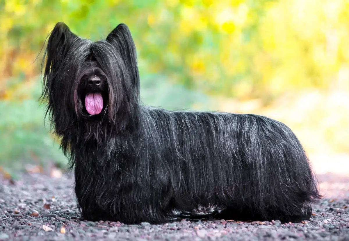 Skye Terrier