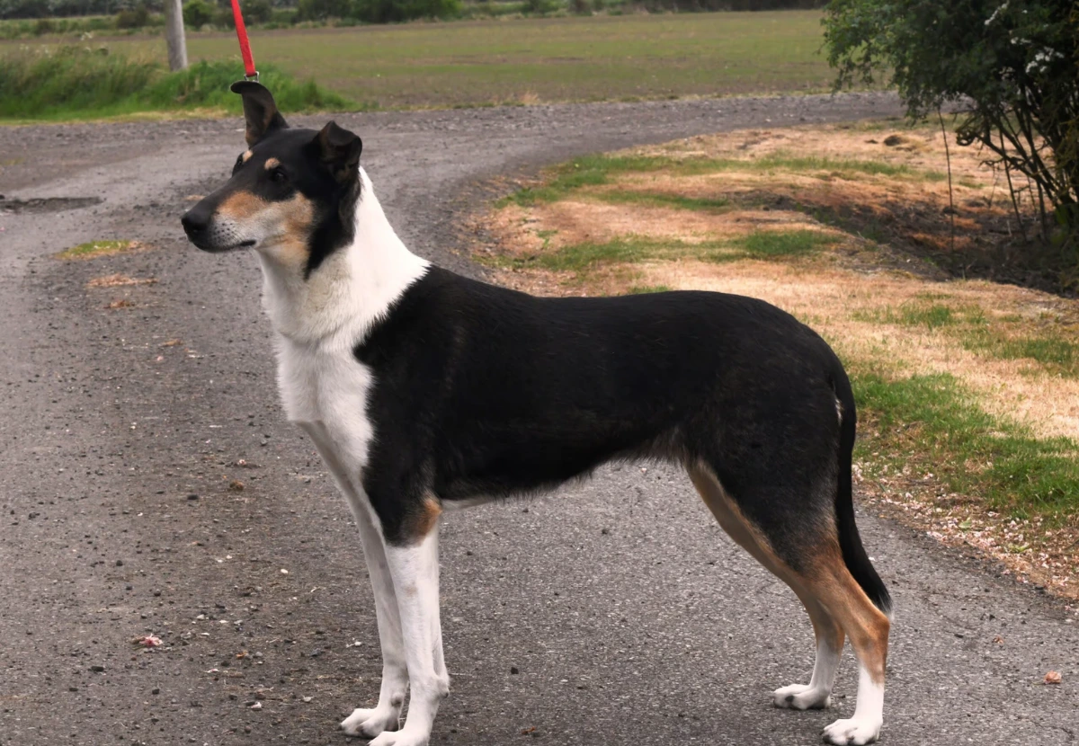 Smooth Collie