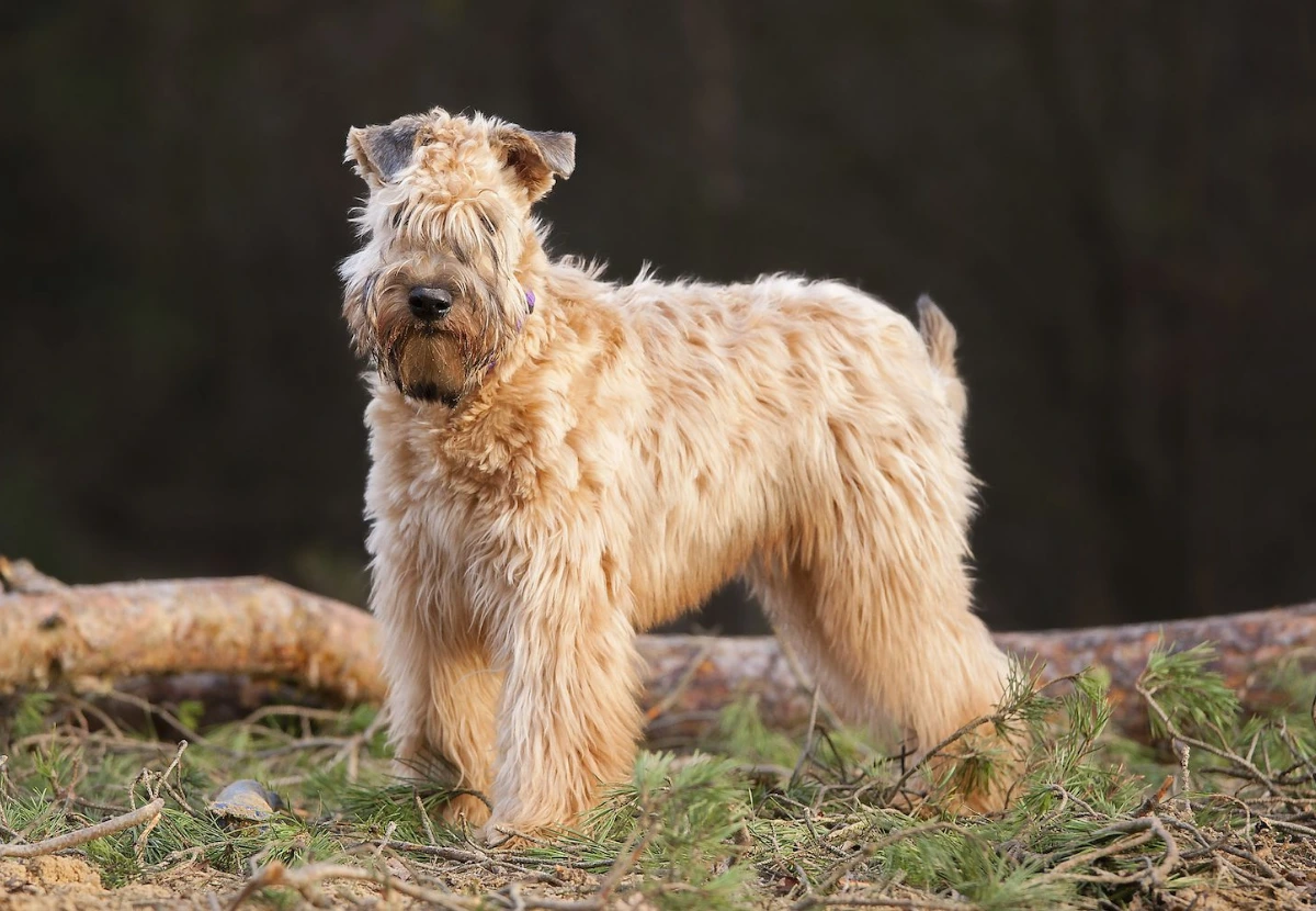 Soft Coated Wheaten Terrier