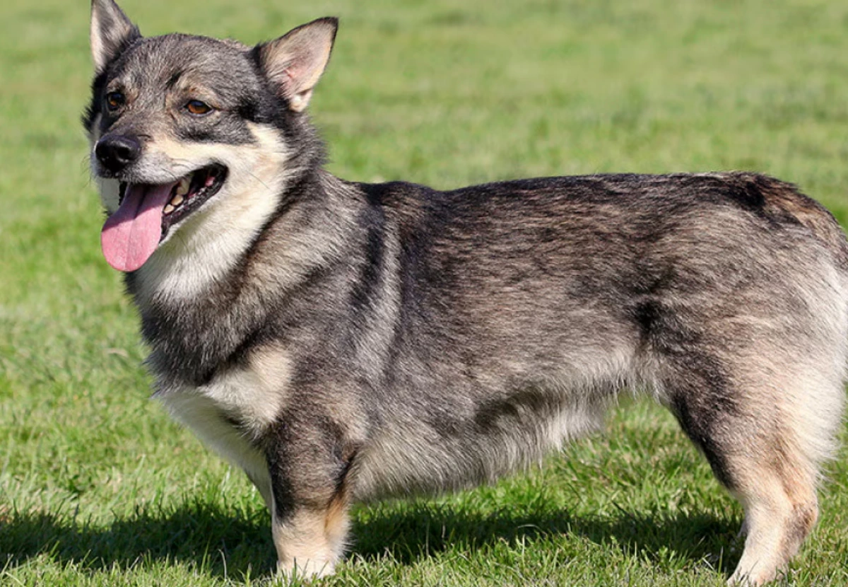 Swedish Vallhund