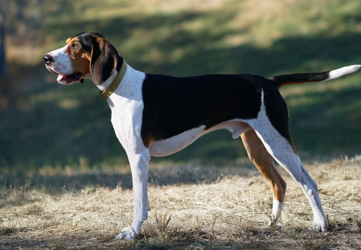 Treeing Walker Coonhound